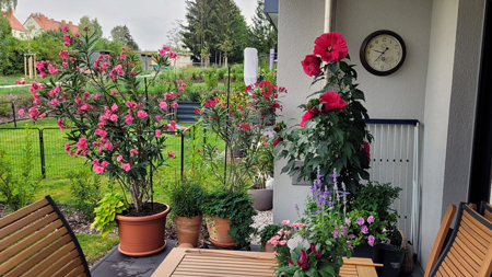 Terrasse August 2024